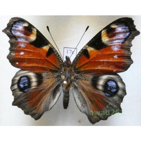 Aglais io (Linnaeus, 1758) Poland17e